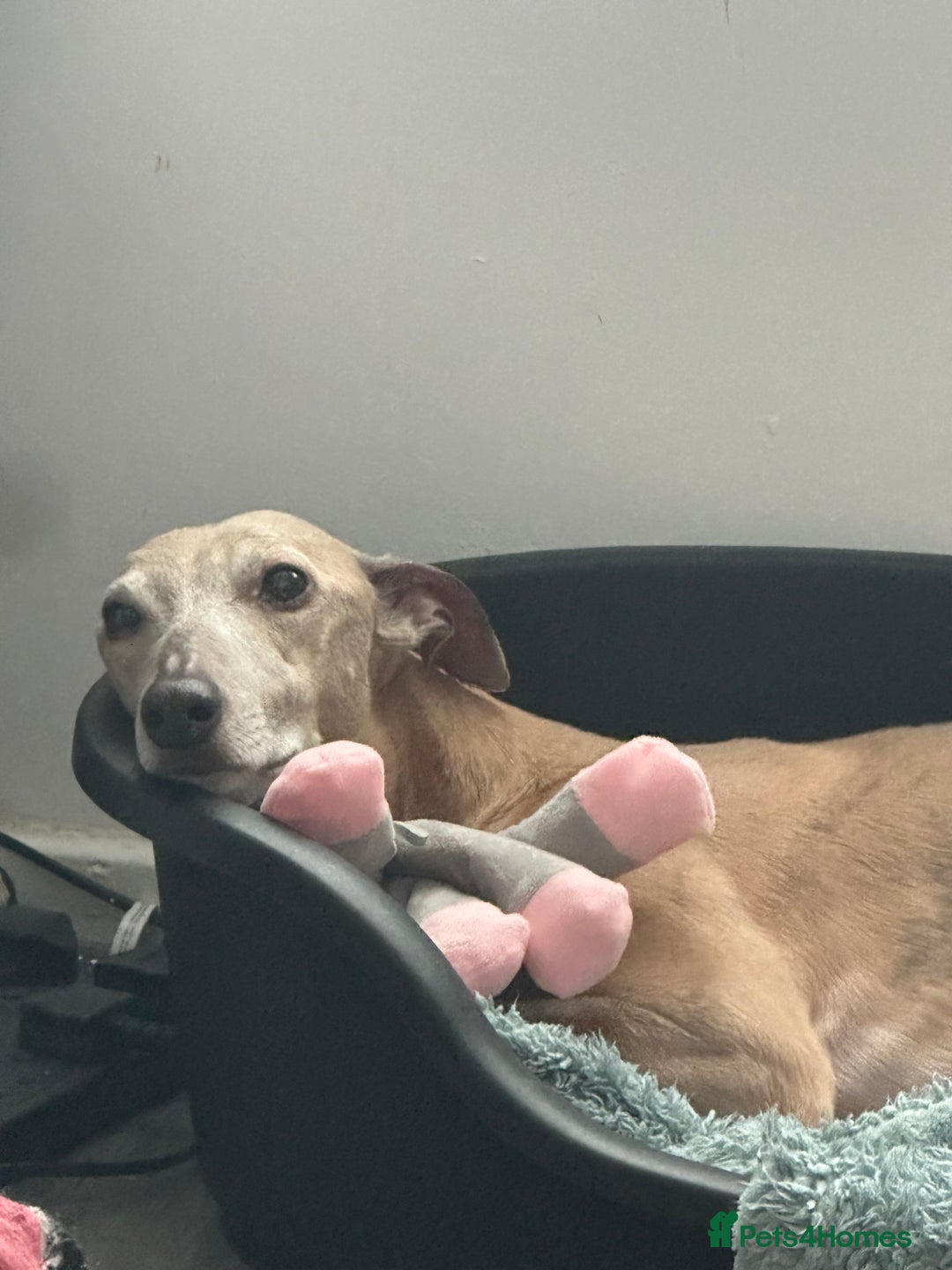 Mixed Breed dogs for sale: Lurcher for rehoming - Image 2