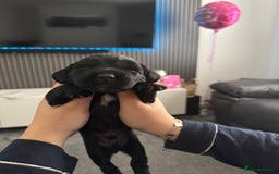 Cocker Spaniel dogs for sale: Working cocker spaniel 1 girls left  - Image 18