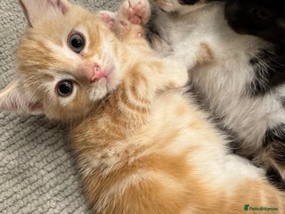 Bengal cats Bengal and British shorthair mix ginger kitten - Advert 9