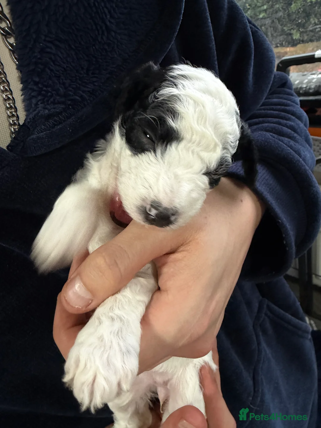 Cockapoo dogs for sale: Cokerpoos family bred beautiful coulors  - Advert 12