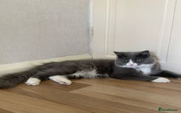 Siberian cats for sale: male and female - Image 4