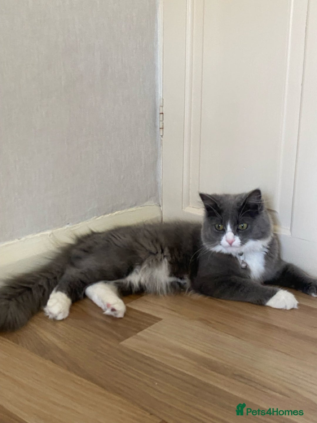 Siberian cats for sale: male and female - Image 4