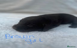 Cocker Spaniel dogs for sale: 9 beautiful cocker spaniel puppies - Image 7