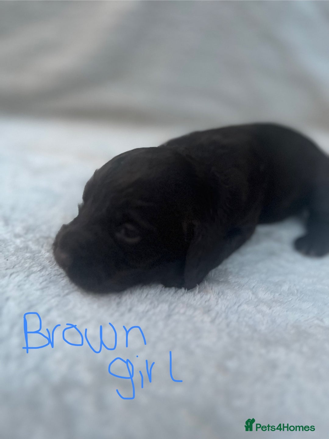 Cocker Spaniel dogs for sale: 9 beautiful cocker spaniel puppies - Image 7