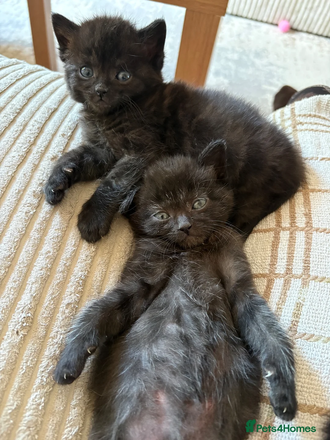 Mixed Breed cats for sale: 4 Black Kittens for Sale - Advert 1