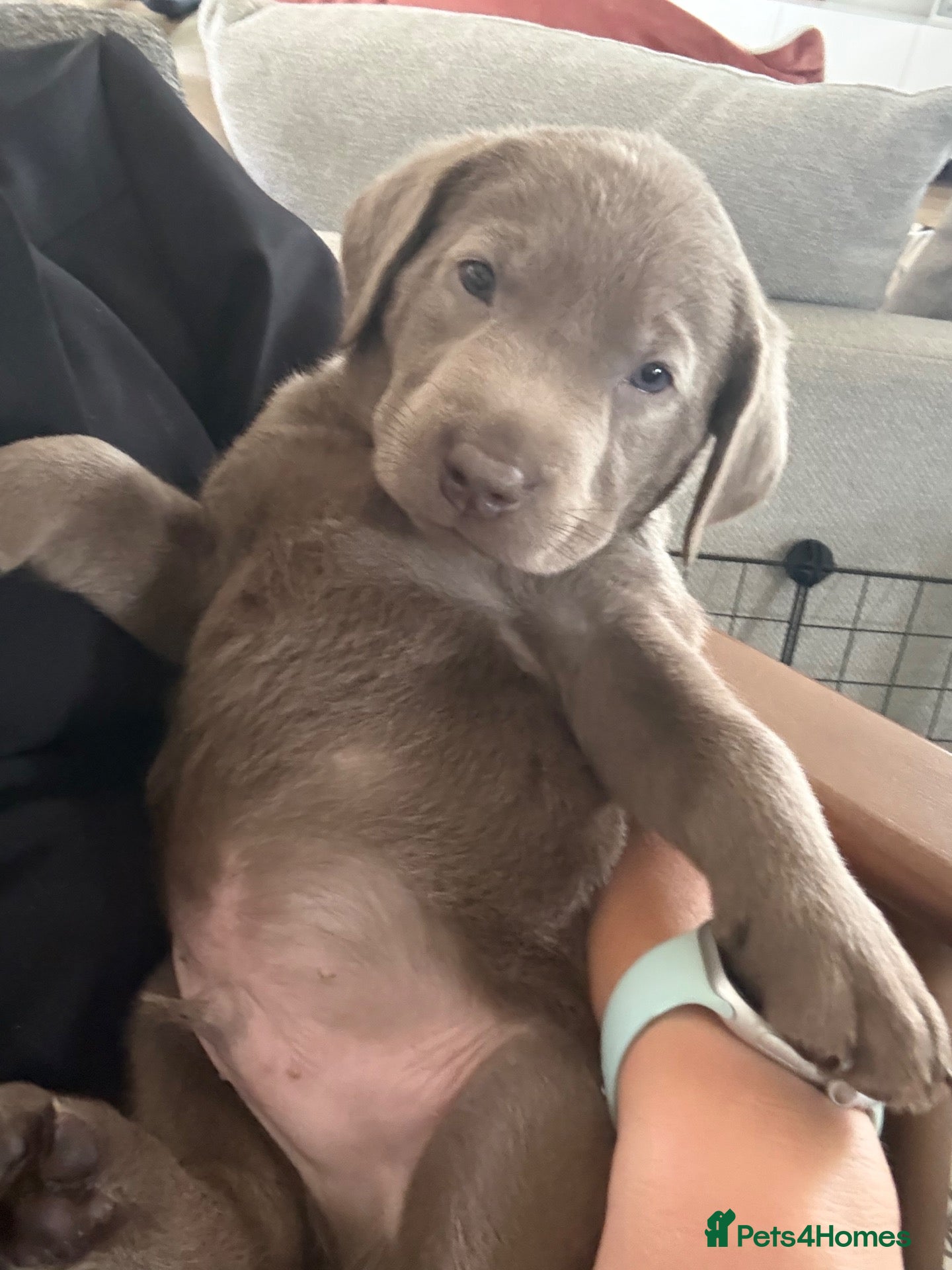 Labrador Retriever dogs Outstanding KC Silver/Champagne/Charcoal Labradors - Advert 2