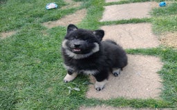 Eurasier dogs for sale: Eurasier Puppies KC Registered in Northampton - Image 9