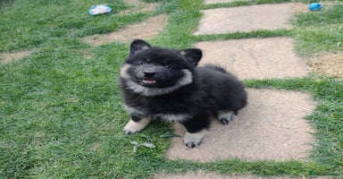 Eurasier dogs in Northampton - Advert 9