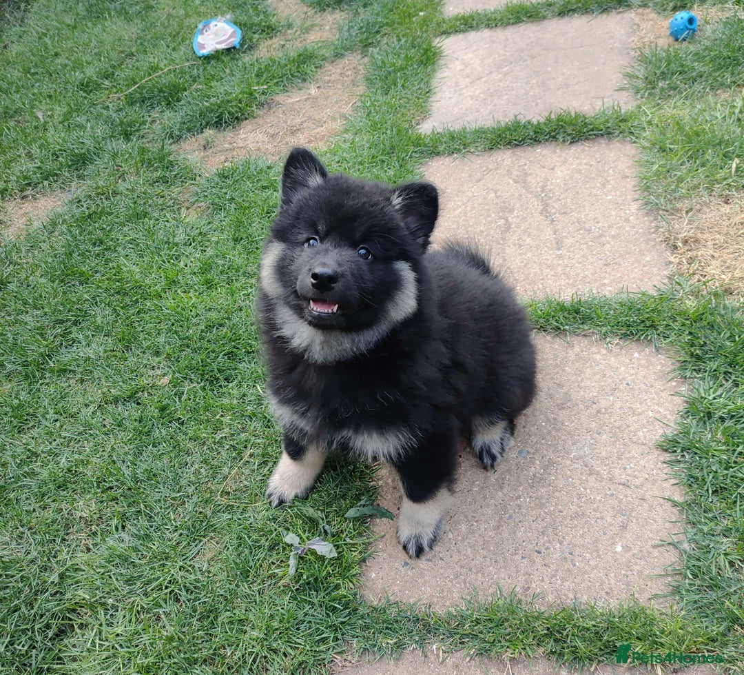Eurasier dogs for sale: Eurasier Puppies KC Registered in Northampton - Image 9