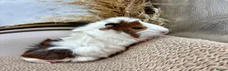 Guinea Pig rodents for sale: LOTS OF FEMALE GUINEA PIGS AVAILABLE  - Advert 8