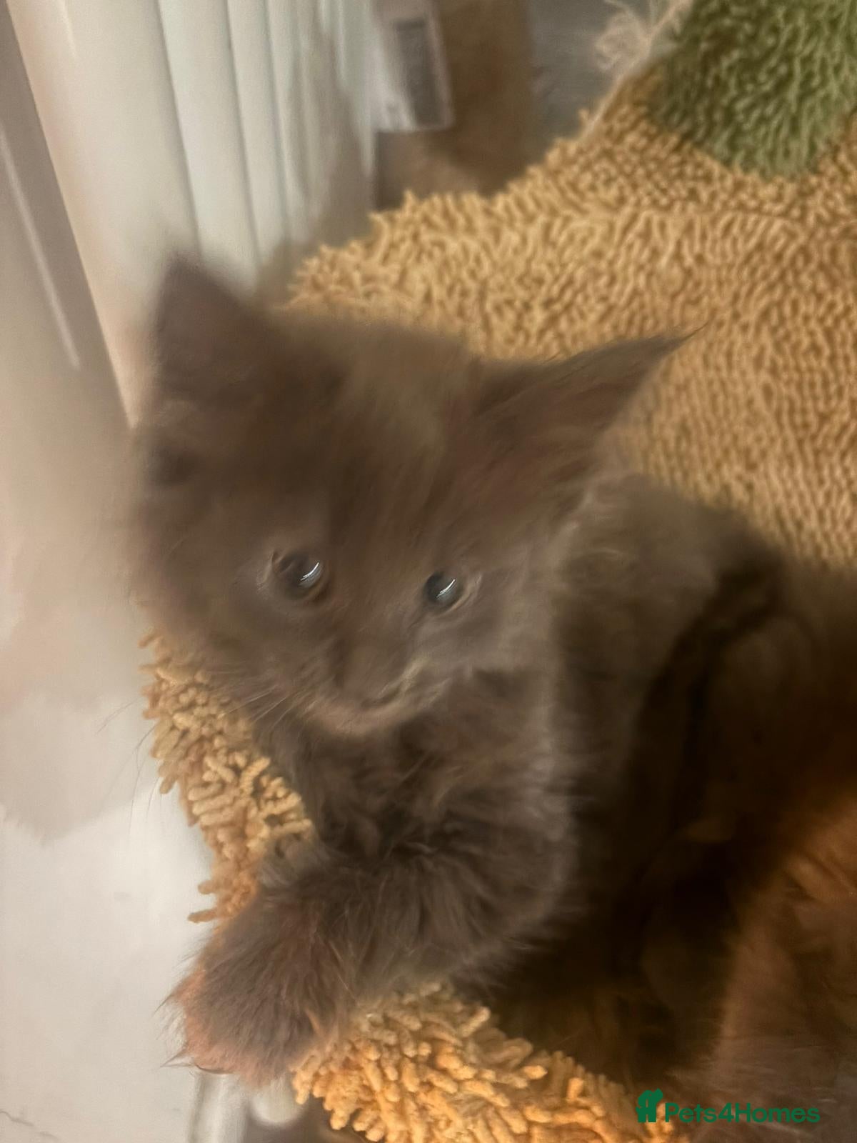 Maine Coon cats NEW PICS GCCF registered Blue  Maine coon litter  - Advert 12