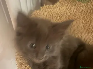 Maine Coon cats NEW PICS GCCF registered Blue Maine coon litter - Advert 2