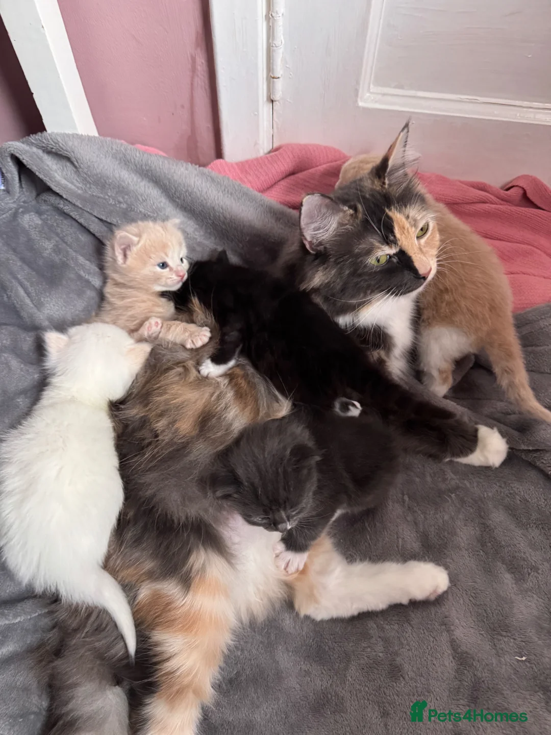 Ragdoll cats for sale: Ragdoll X kittens for sale 🥰 - Advert 1