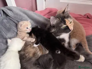 Ragdoll cats Ragdoll X kittens for sale 🥰 - Advert 2