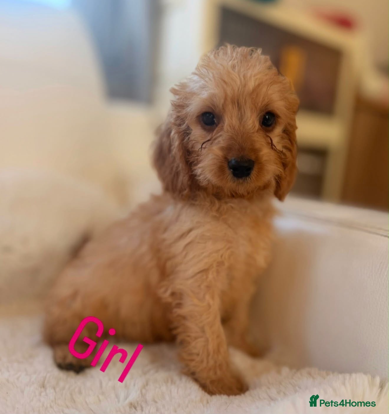 Cockapoo dogs Gorgeous F1 cockapoo puppies  - Advert 2