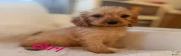Cockapoo dogs for sale: Gorgeous F1 cockapoo puppies  - Advert 2