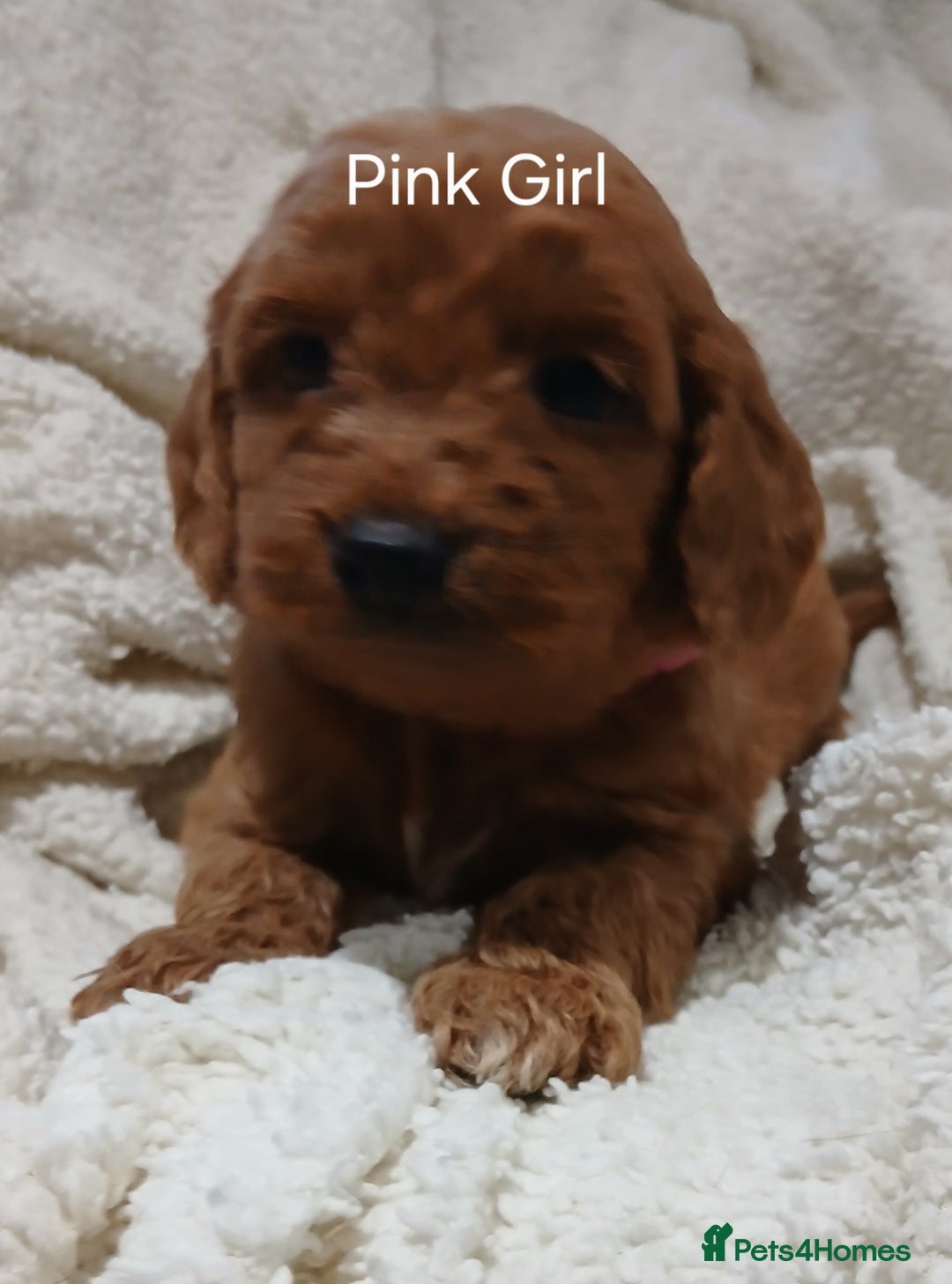 Cockapoo dogs for sale: PRA UNAFFECTED cockapoo  puppies  - Advert 6