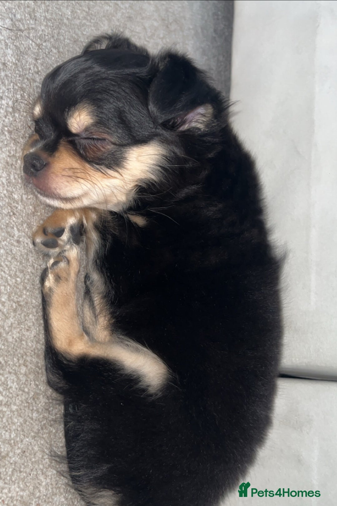 Chihuahua dogs for sale: Long-haired Chihuahua - Image 1