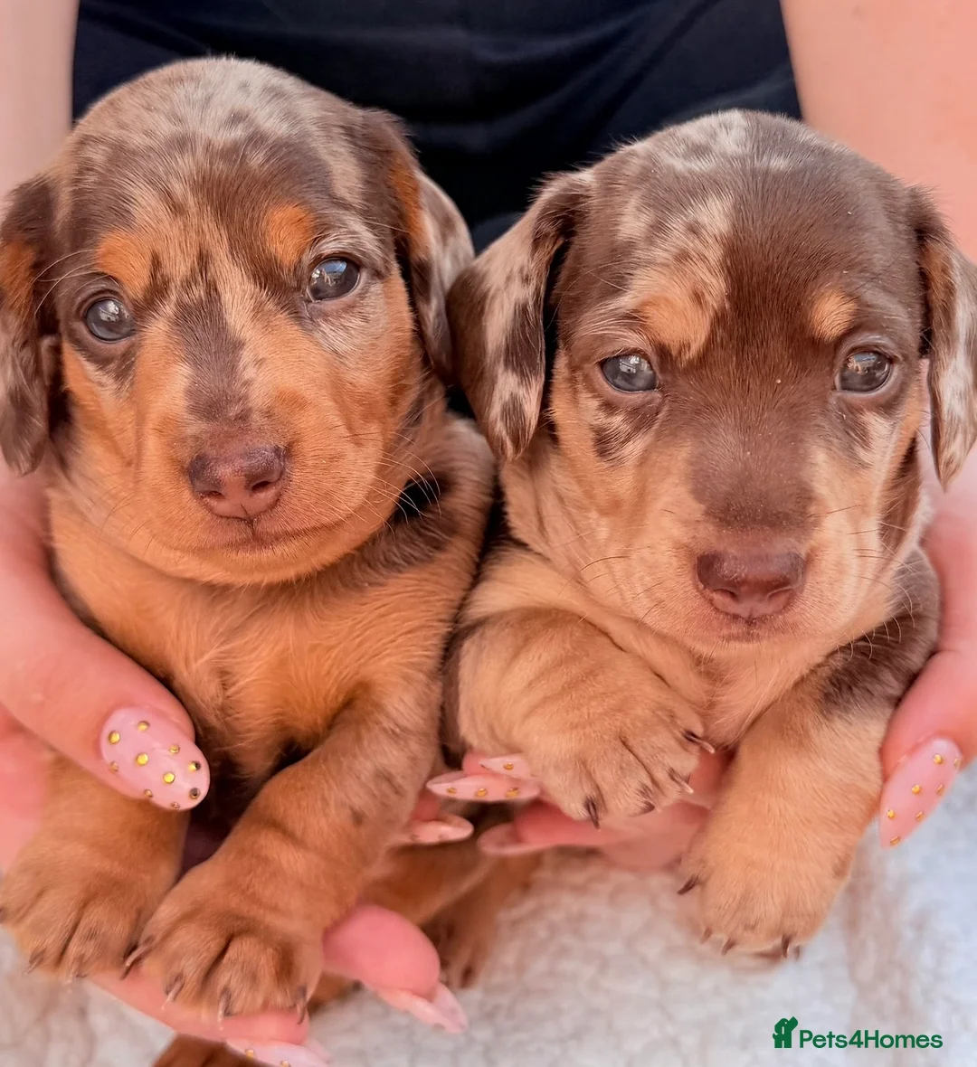 Miniature Dachshund dogs for sale: Isabella dappled miniature dachshunds🤍 - Advert 1