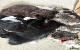 British Shorthair cats for sale: Two black tabby male kittens - Image 3