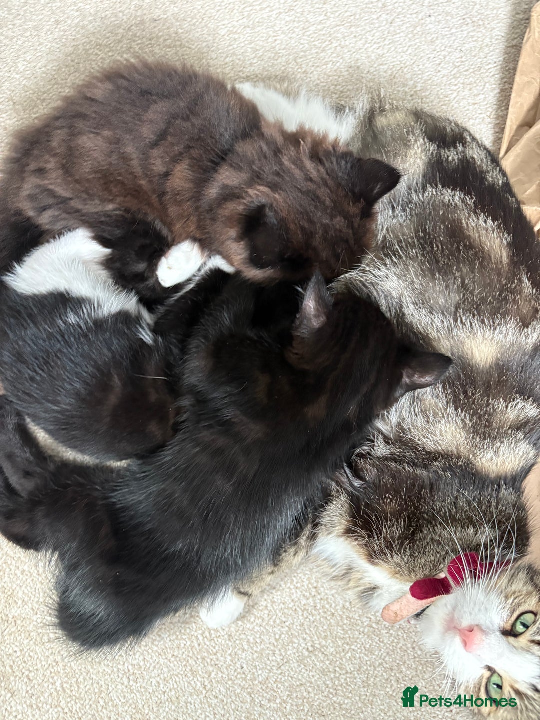 British Shorthair cats for sale: Two black tabby male kittens - Image 3