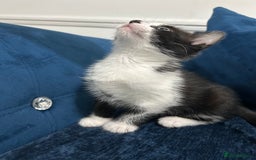 Mixed Breed cats for sale: 2 Adorable kittens  - Image 4