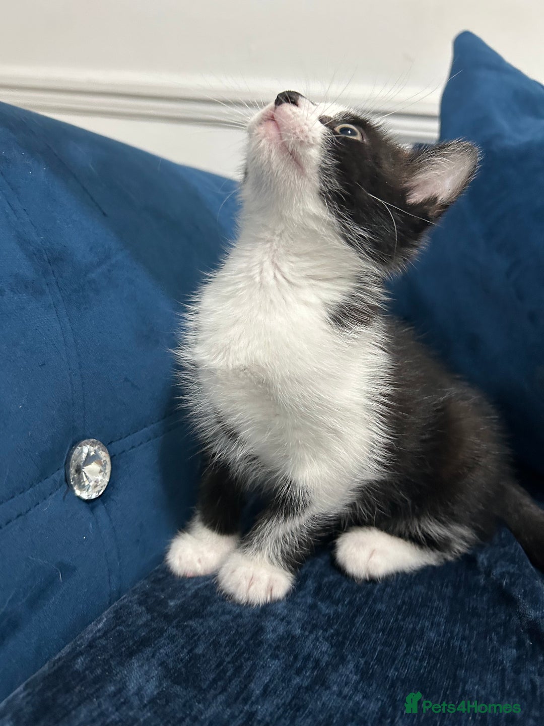 Mixed Breed cats for sale: 2 Adorable kittens  - Image 4