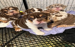 English Bulldog dogs for sale: QC puppies  - Image 5