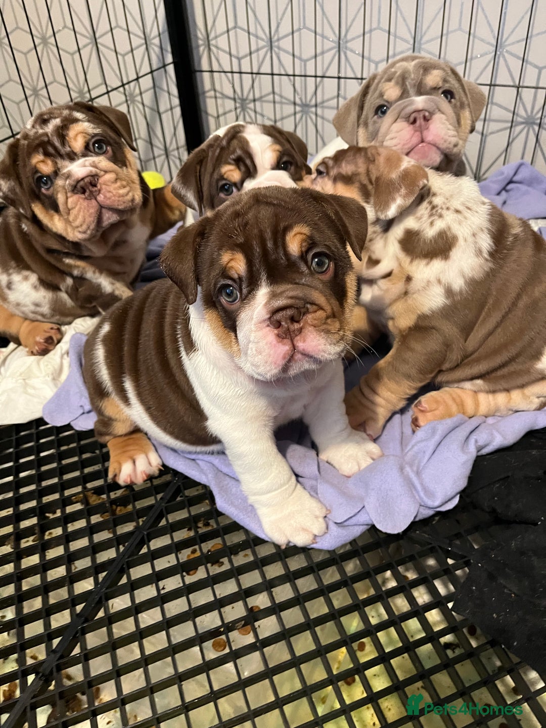English Bulldog dogs for sale: QC puppies  - Image 5