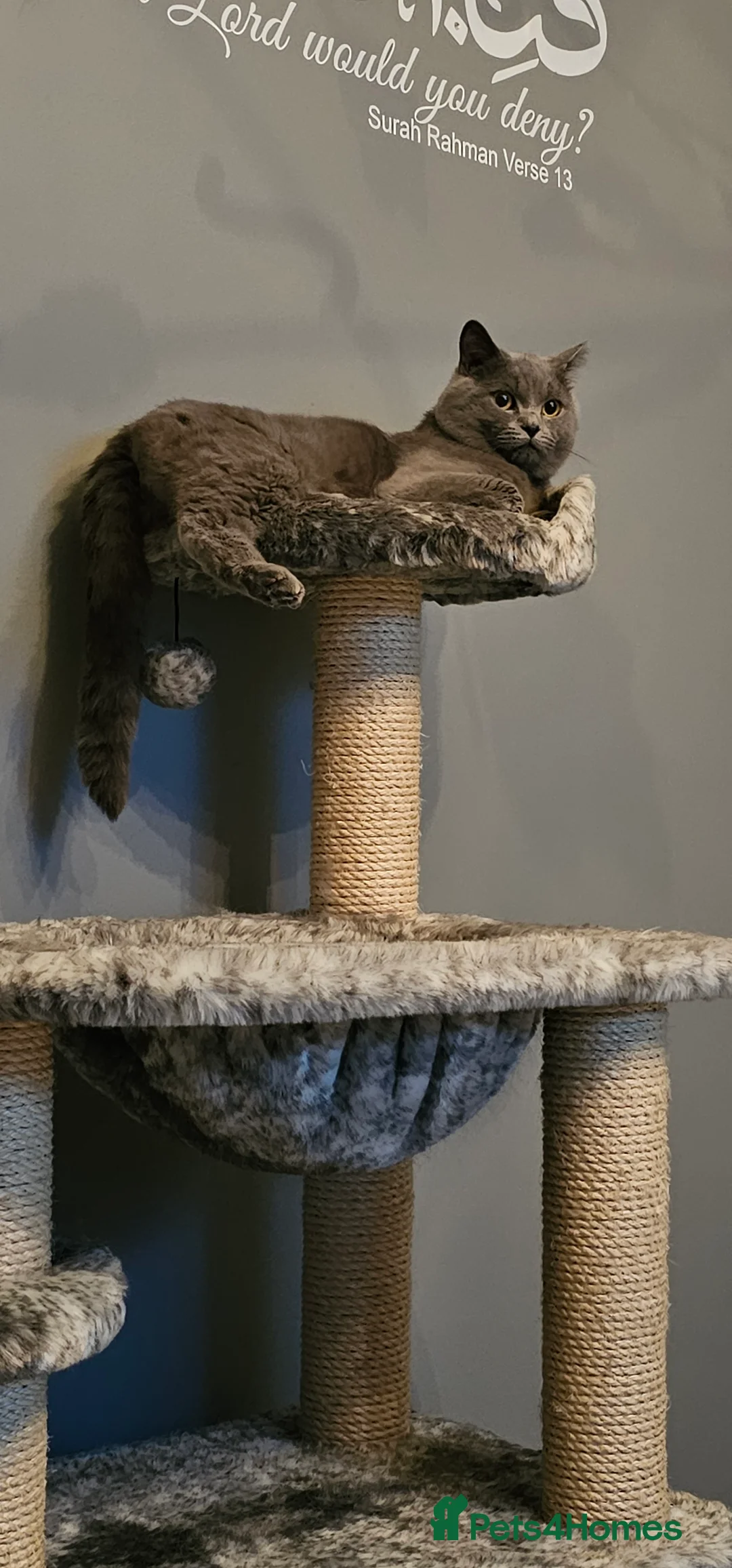 British Shorthair cats for stud: Pure BSH for Stud CCTV in Bradford - Advert 3