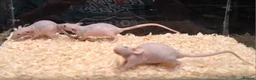 Rat rodents for sale: Baby Dumbo rats, natural, Rex , Nakeds - Advert 32