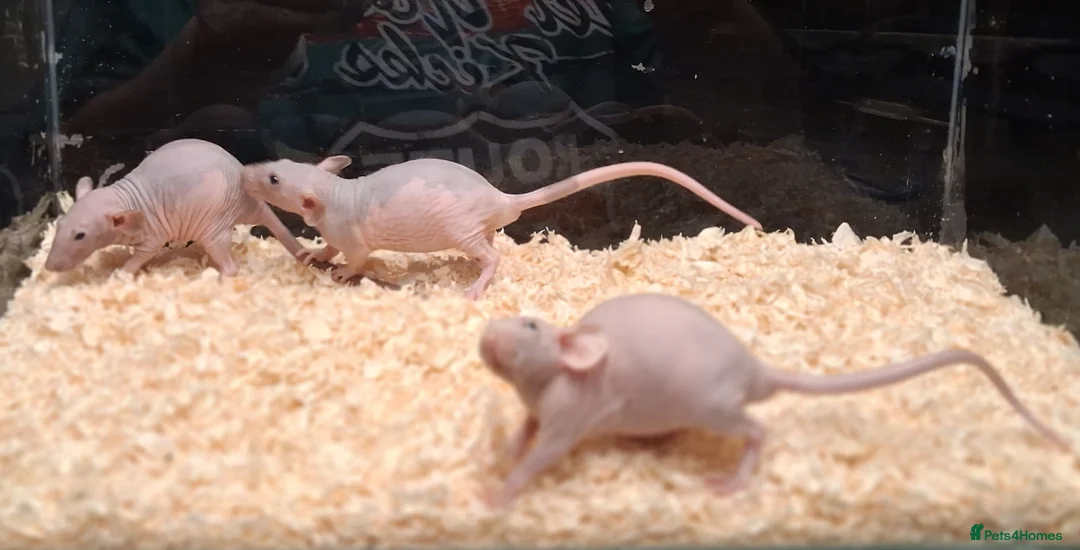 Rat rodents for sale: Baby Dumbo rats, natural, Rex , Nakeds - Advert 32