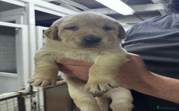 Goldador dogs for sale: Beautiful Goldador Puppies  - Image 3