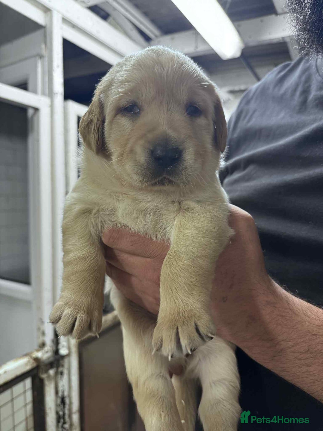 Goldador dogs for sale: Beautiful Goldador Puppies  - Image 3
