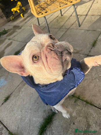 French Bulldog dogs Albie 5 year old for adoption - Advert 1