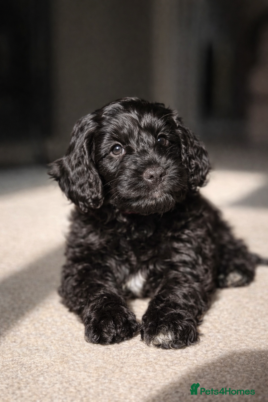 Cockapoo dogs F1B Cockapoo Puppies From a Family Home🏡  - Advert 14