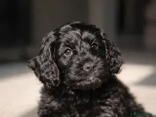 Cockapoo dogs F1B Cockapoo Puppies From a Family Home🏡 - Advert 14