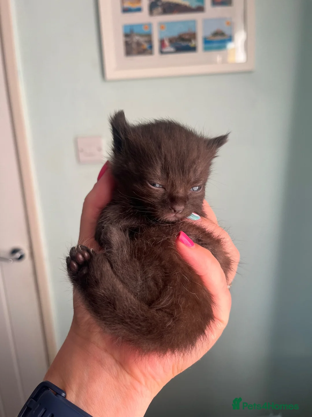 Ragdoll cats for sale: Half ragdoll kittens - mainly black  in Penzance - Advert 5