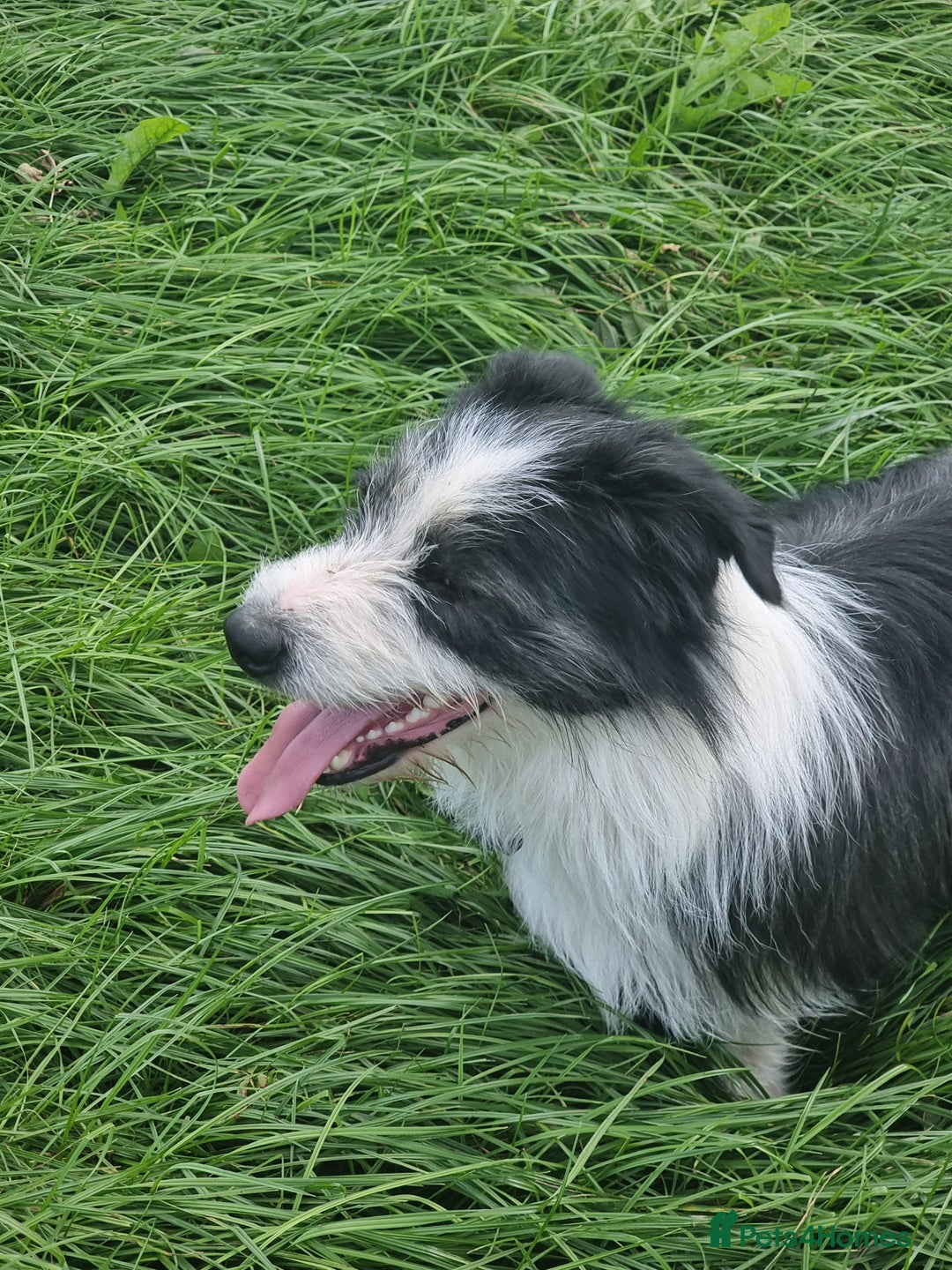 Mixed Breed dogs for sale: Fred looking for  his forever home - Advert 2