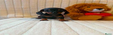 Miniature Dachshund 1