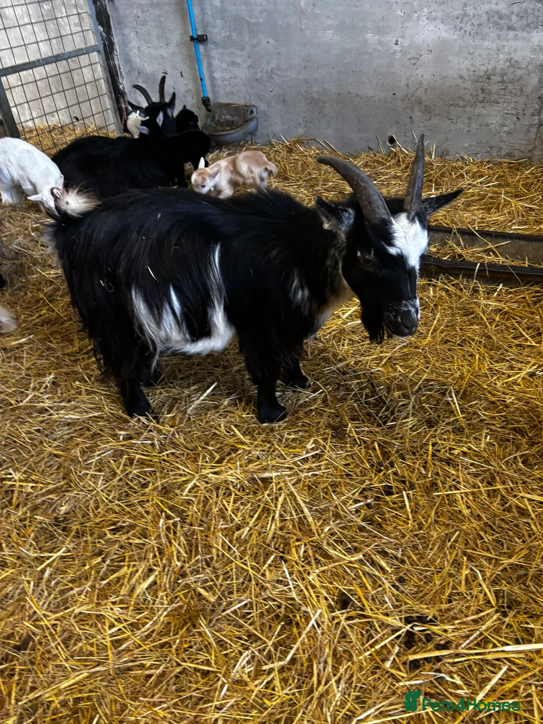 Goats livestock for sale: Breeding Nanny Goat with Twins at Foot (Ready Now) - Advert 5
