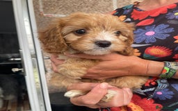 Cavapoo dogs for sale: Cavapoo puppies  - Image 14