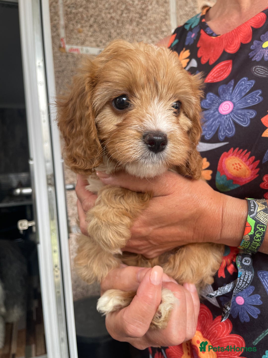 Cavapoo dogs for sale: Cavapoo puppies  - Image 14