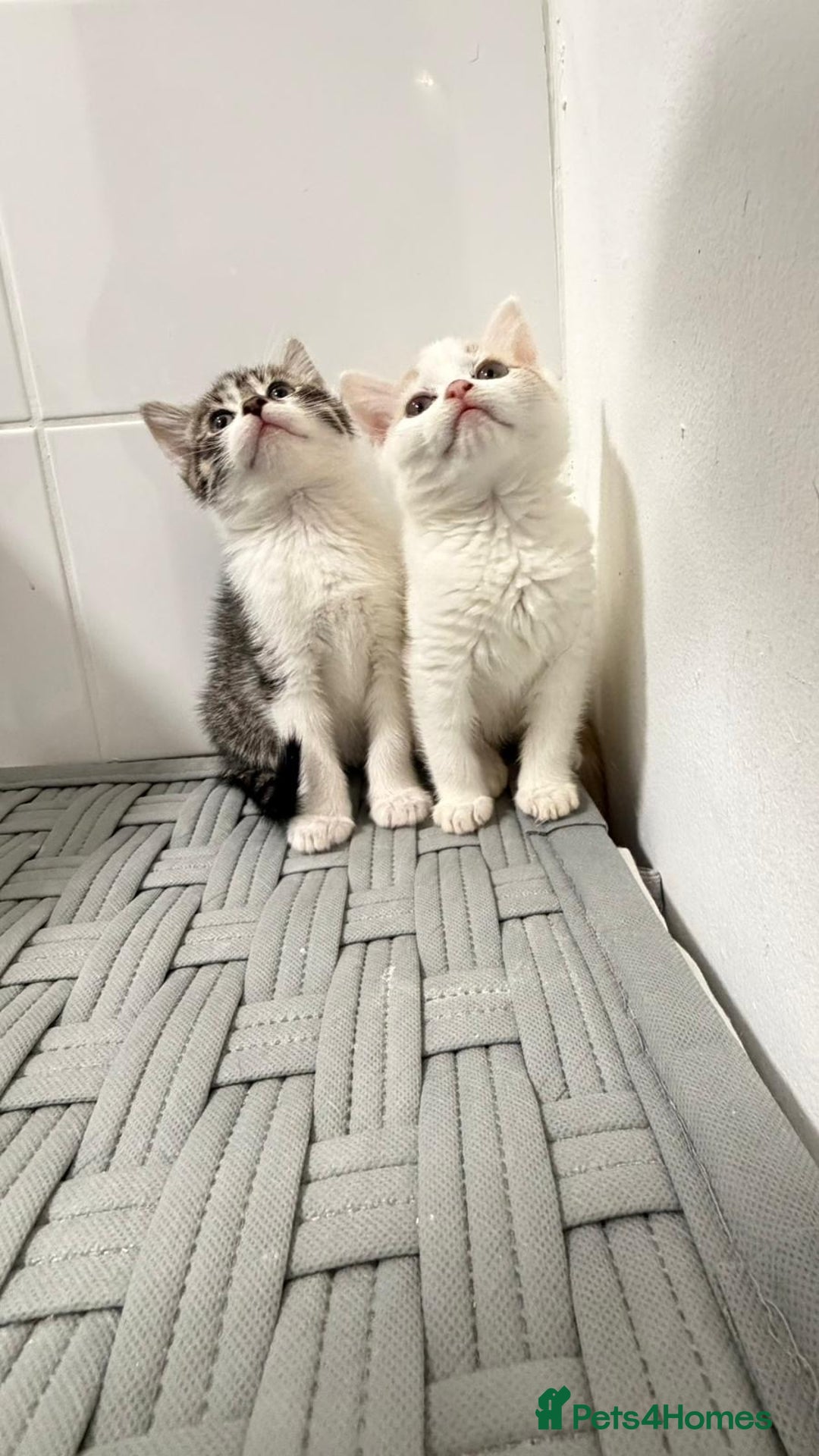 Mixed Breed cats for sale: British shorthaired x - Advert 2