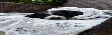 English Springer Spaniel 7