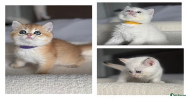 British Shorthair cats - Advert 1