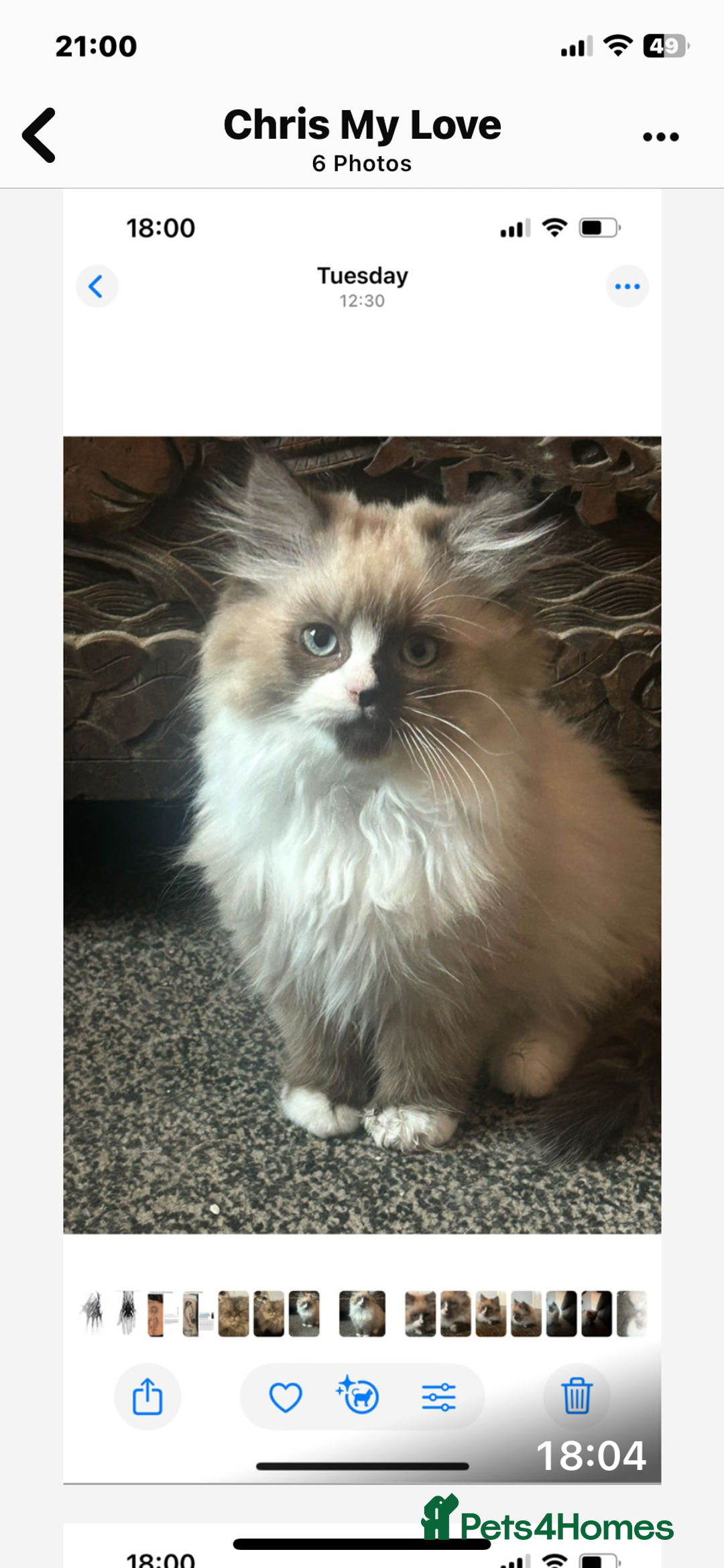 Ragdoll cats for sale: Ragdoll/Persian - Advert 3