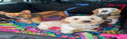 Cavapoo dogs for sale: Archie  in Poole - Advert 7