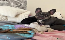 French Bulldog dogs for sale: 1 and half year old French bulldog - Image 2