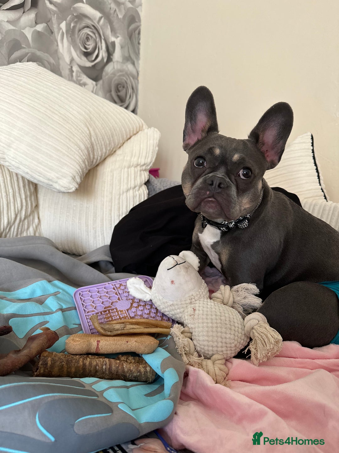 French Bulldog dogs for sale: 1 and half year old French bulldog - Image 2